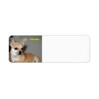 Chihuahua