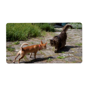 Etiqueta Chihuahua se encuentra con gato