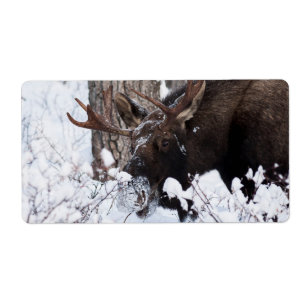 Etiqueta Chilly Moose