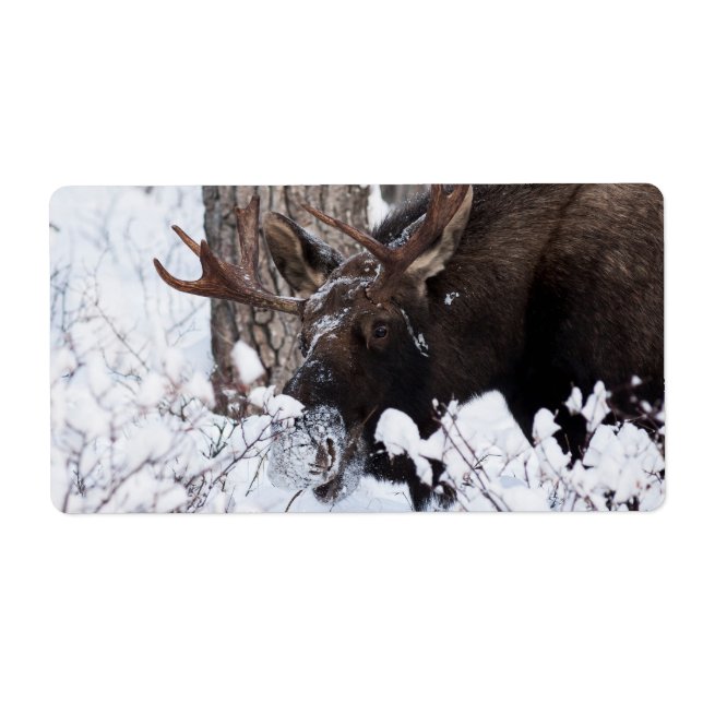 Etiqueta Chilly Moose (Frente)