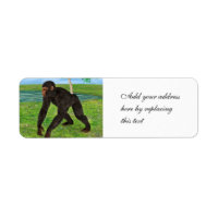 Chimpancé