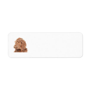 Etiqueta Chocolate Labradoodle