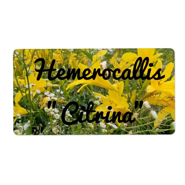 ETIQUETA CITRINA HEMEROCALLIS (Frente)