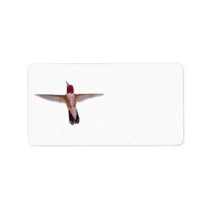 Etiqueta colibrí amplio-atado en vuelo