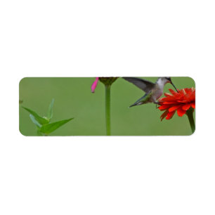 Etiqueta Colibrí en un jardín de flores