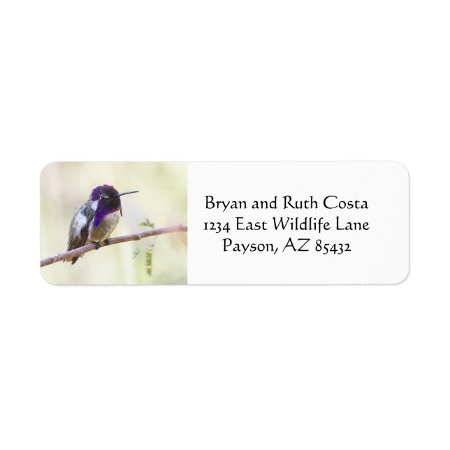 Etiqueta Colibrus costarricense sobre una rama (Frente)