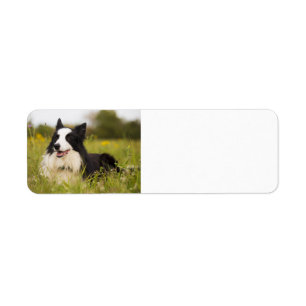 Etiqueta colisión fronteriza con flores silvestres