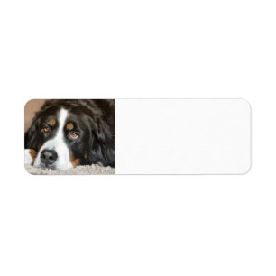 Etiqueta colocación del perro de montaña bernese