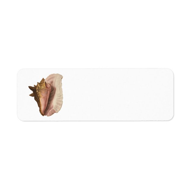 Etiqueta Concha de concha reina, concha de mar, vida marina (Frente)