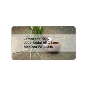 Etiqueta Conejillo de Indias lindo