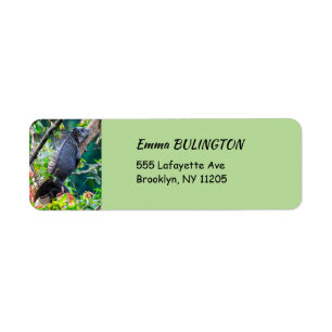 Etiqueta Costa Rica, Muelle - Iguana perezosa descansando e