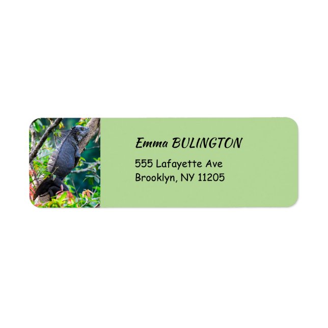 Etiqueta Costa Rica, Muelle - Iguana perezosa descansando e (Frente)