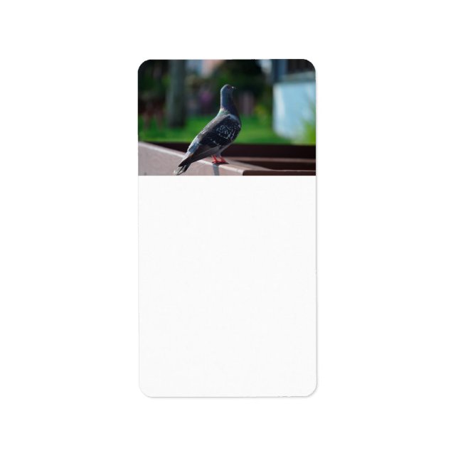 Etiqueta criatura animal de la pluma de ave pichón (Frente)