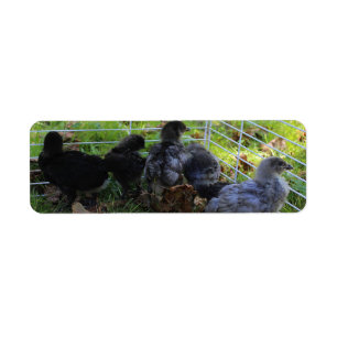 Etiqueta Cuál está para arriba - extremo del pollo