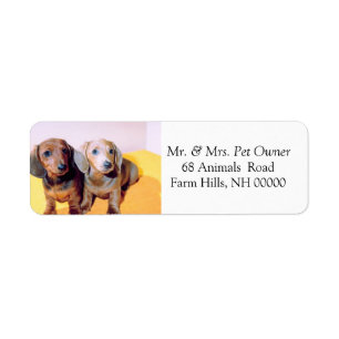 Etiqueta Cute Dachsund Puppies Dirección de devolución Pe