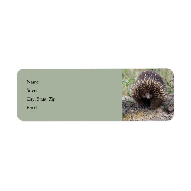 Etiqueta Cute Echidna de Australia (Frente)