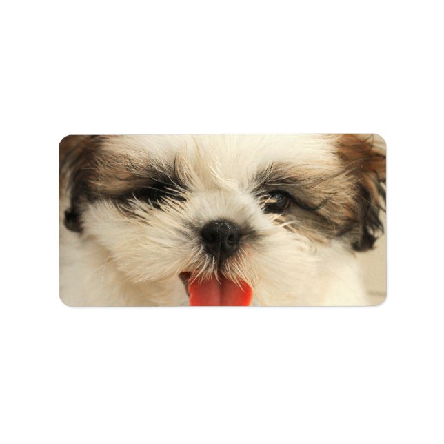 Etiqueta Cute Puppy Shih Tzu (Frente)