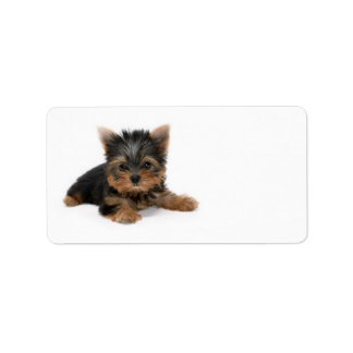 Etiqueta Cute Yorkshire Terrier Puppy