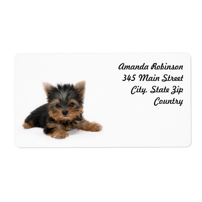 Etiqueta Cute Yorkshire Terrier Puppy (Frente)