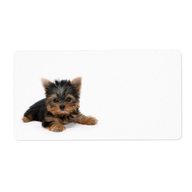 Etiqueta Cute Yorkshire Terrier Puppy (Frente)