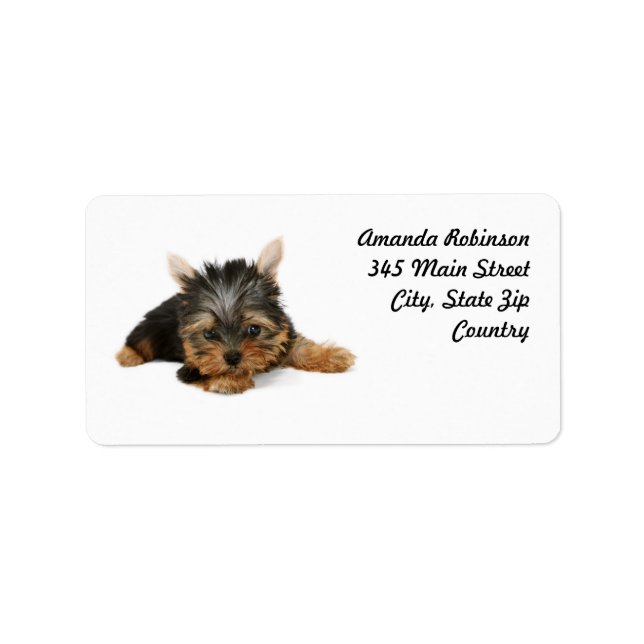Etiqueta Cute Yorkshire Terrier Puppy (Frente)
