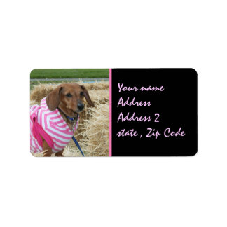 Etiqueta Dachshund
