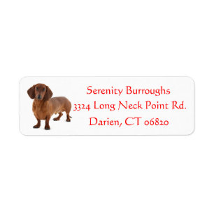 Etiqueta Dachshund Chocolate Brown Puppy Perro Rojo