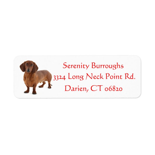 Etiqueta Dachshund Chocolate Brown Puppy Perro Rojo (Frente)