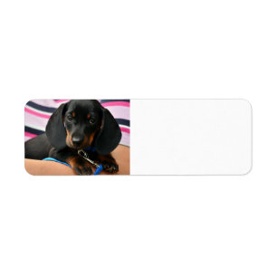 Etiqueta dachshund-puppy lindo