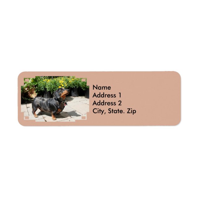 Etiqueta Dapple Plateado Dachshund Buddy 2 (Frente)
