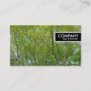 Etiqueta de borde - Maple japonés