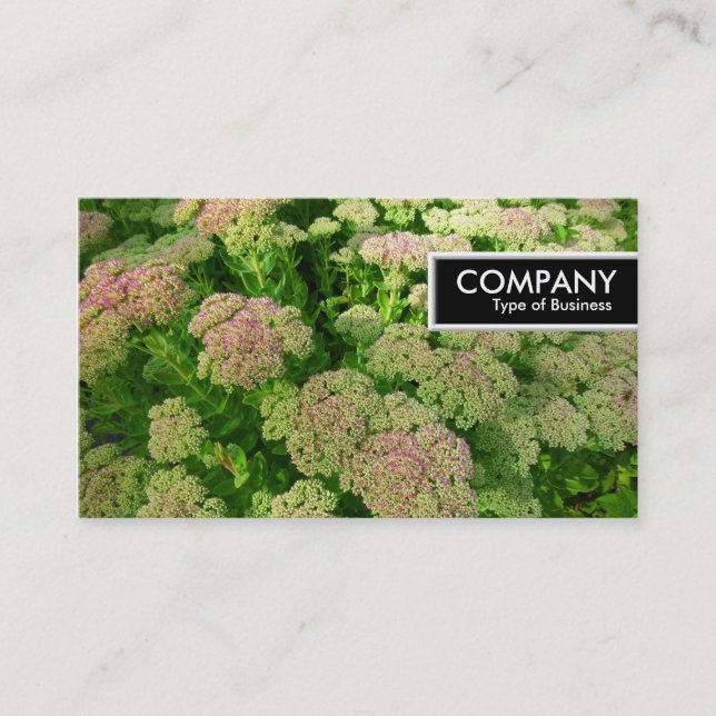 Etiqueta de borde - Sedum "Alegría de otoño" (Anverso)