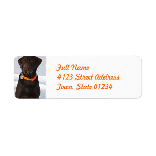 Etiqueta de correo del labrador retriever del