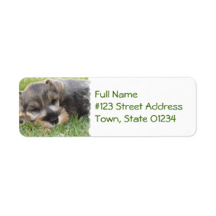 Etiqueta de correo del perro del Schnauzer el