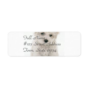 Etiqueta de correo linda de Bichon Frise
