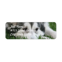 Etiqueta de correo para perros espantados