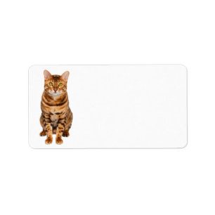 Etiqueta de dirección adaptable del gatito de
