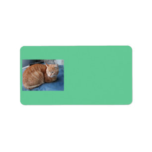 Etiqueta de dirección beige del gato