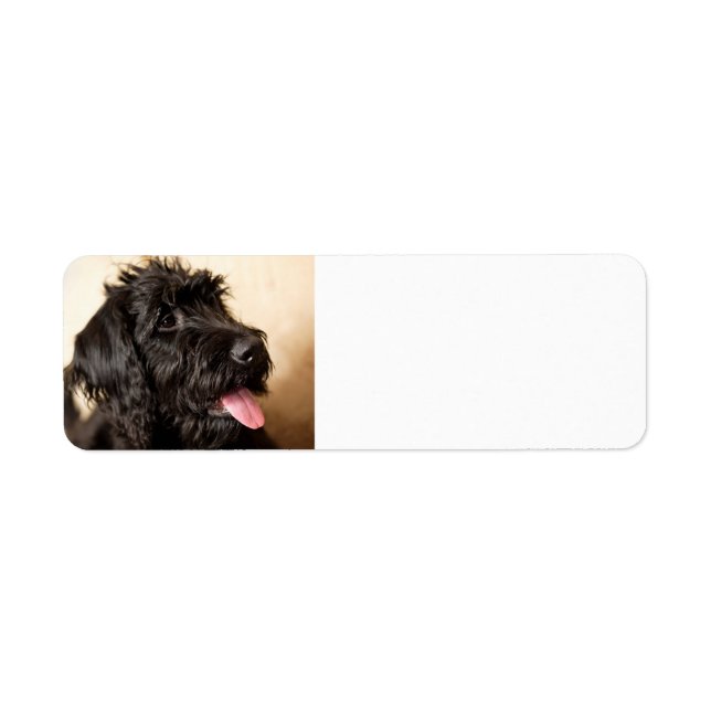 Etiqueta de dirección de devolución de labradoodle (Frente)