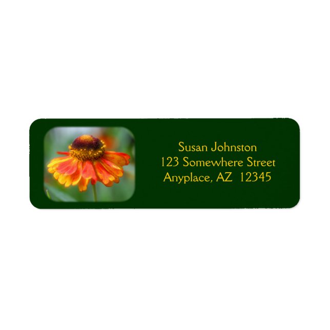 Etiqueta de dirección de flor de Dreamy Zinnia (Frente)