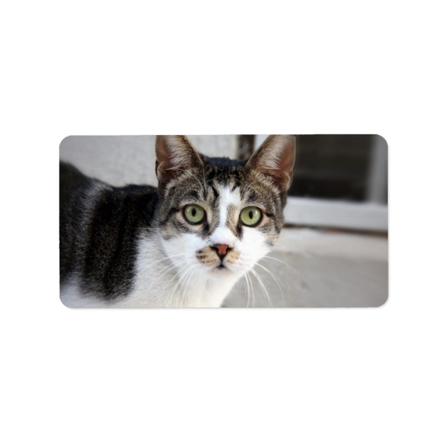 Etiqueta de dirección de gato (Frente)