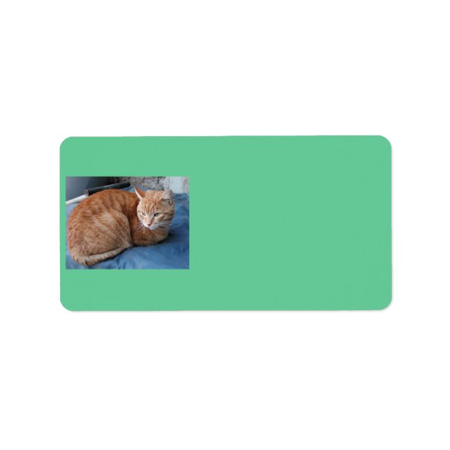 Etiqueta de dirección de gato Beige (Frente)