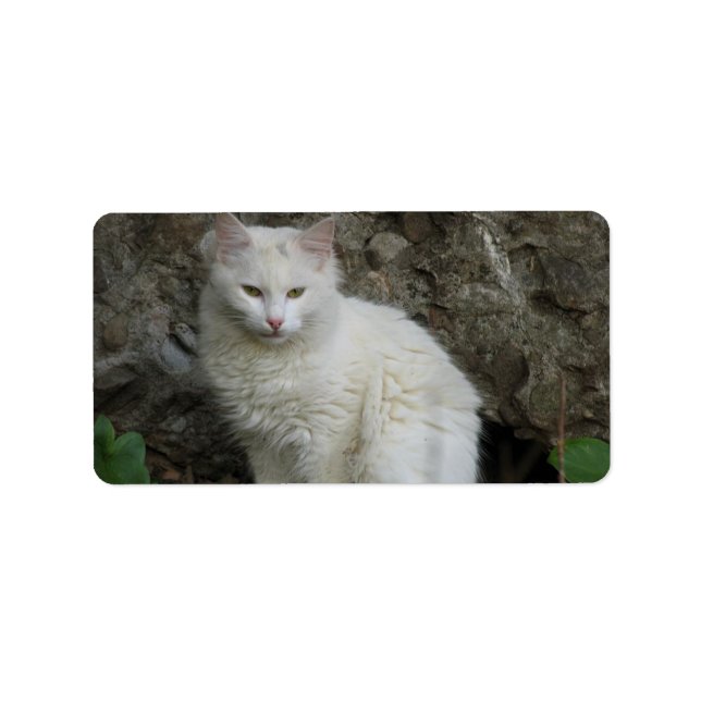 Etiqueta de dirección de gato blanco (Frente)