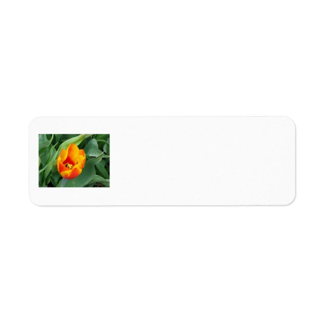 Etiqueta de dirección de tulipán (Frente)
