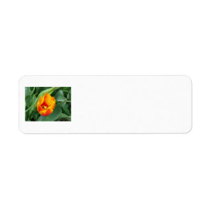 Etiqueta de dirección del tulipán