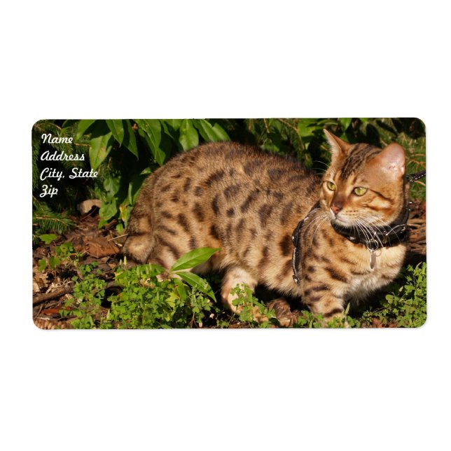 Etiqueta de envío de gato de Savannah (Frente)