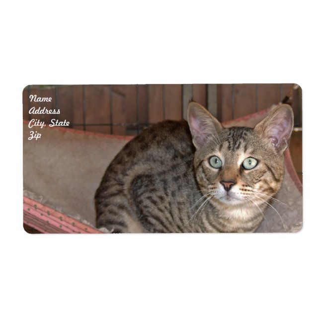 Etiqueta de envío de gato de Savannah (Frente)