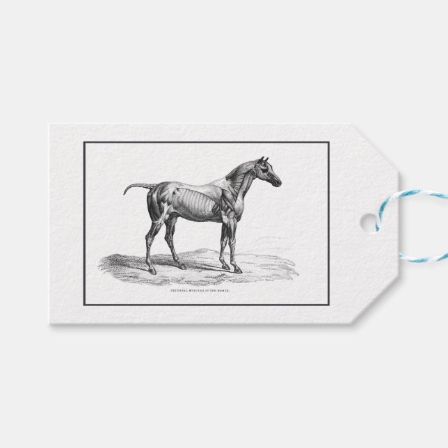 Etiqueta de imagen de anatomía del músculo del cab (Frente (Horizontal))