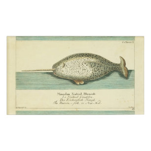 Etiqueta De Nombre Narwhal Antiguo Whale Watercolor Arte Científico