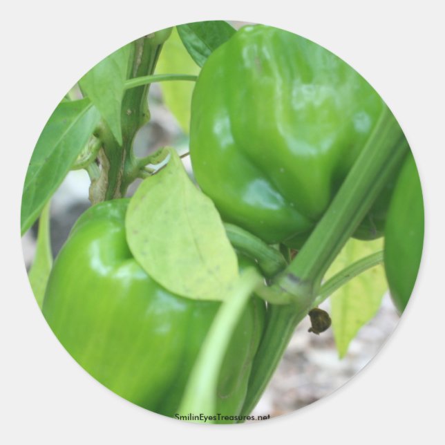 Etiqueta de Pegatina de fotografía de Green Pepper (Anverso)